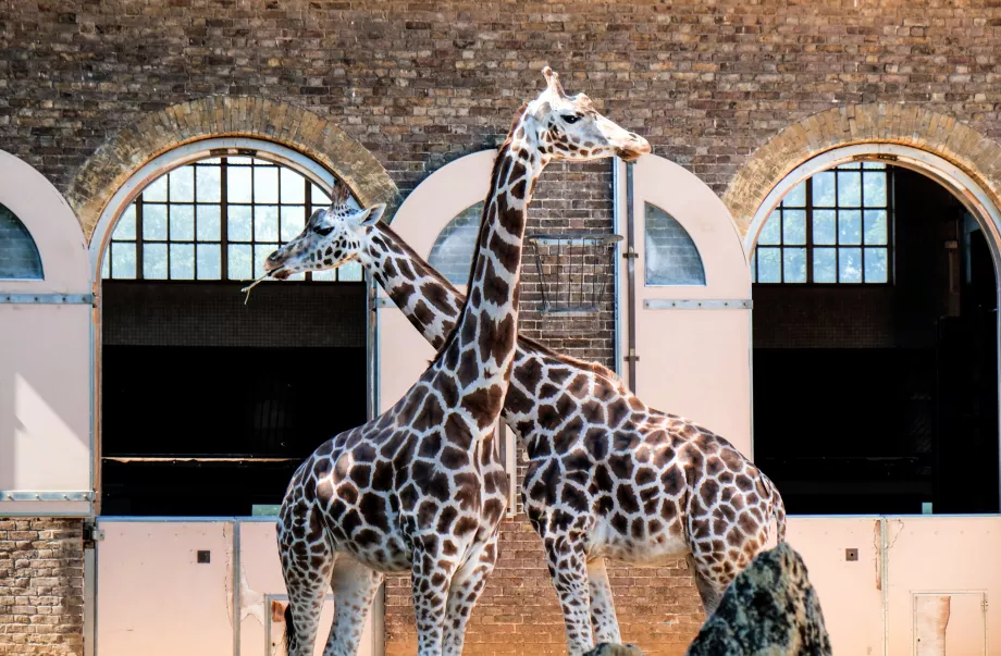 Girafe la grădina zoologică din Londra