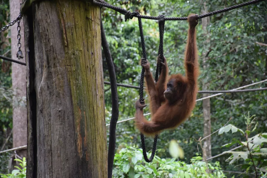 Centrul de reabilitare Organgtan din Sepiloku, Sabah, Borneo