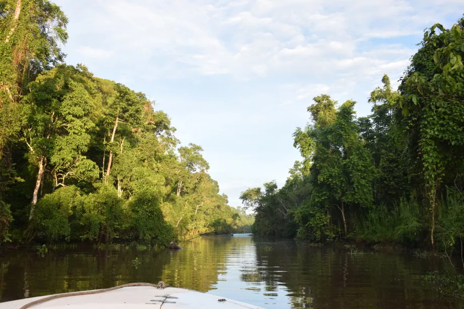 Safari fluvial pe râul Kinabatangan, Sabah, Borneo