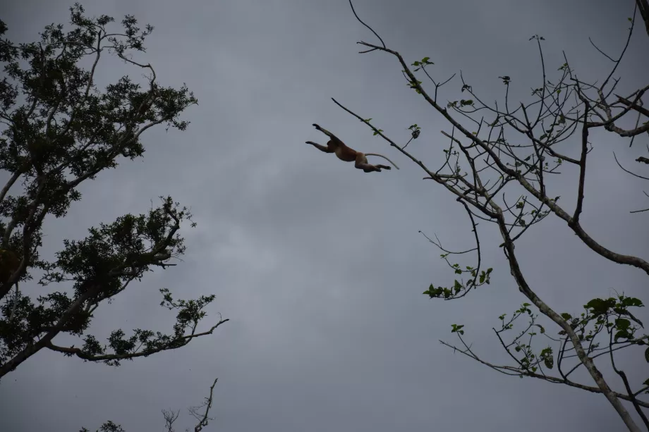 Râul Kinabatangan, Sabah, Borneo