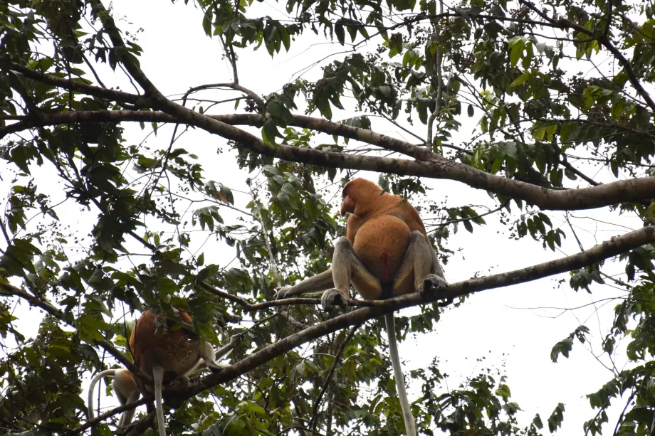 Zonele umede Klias, Sabah, Borneo