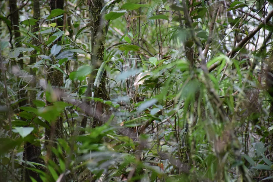 Bazinul râului Maliau, Sabah, Borneo