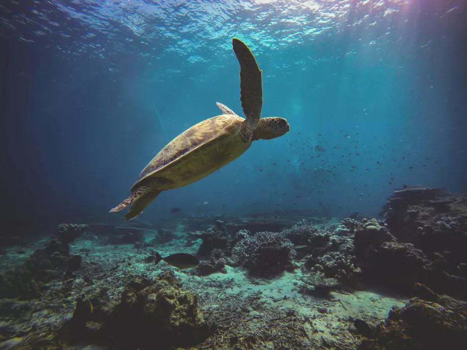 Insula Turtle, Sabah, Borneo