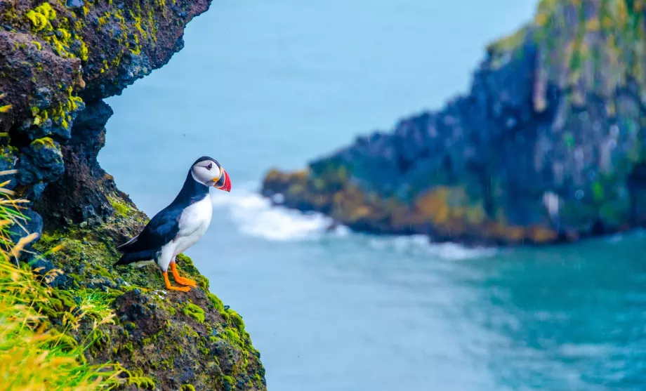 Puffin cu dinți groși