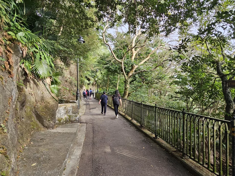 Bucla Victoria Peak