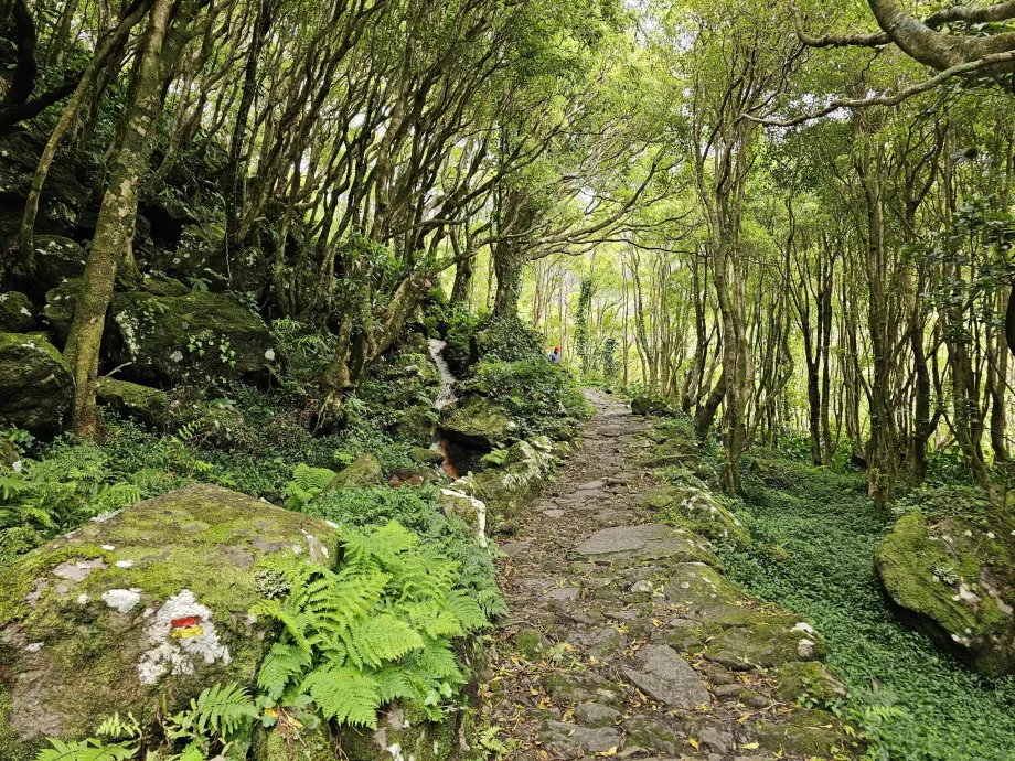 Drumul spre cascadele Ribeira do Ferreiro