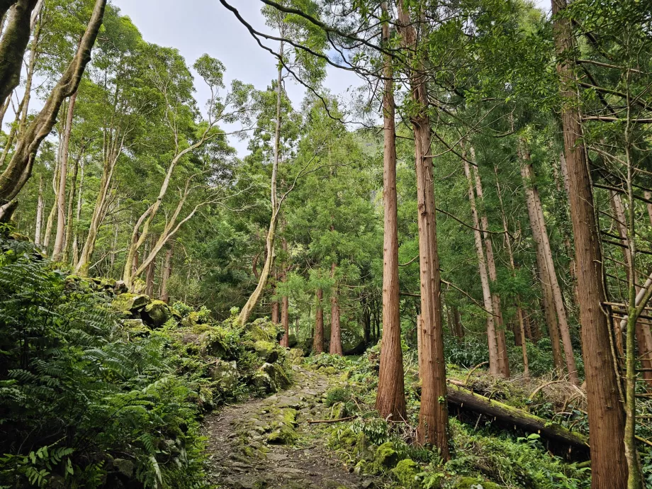 Drumul spre cascada Ferreiro