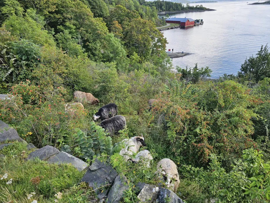 Animalele de pe insula Hovedoya