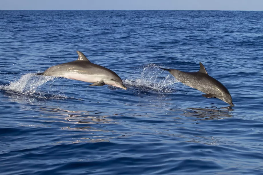 Delfinii din Madeira