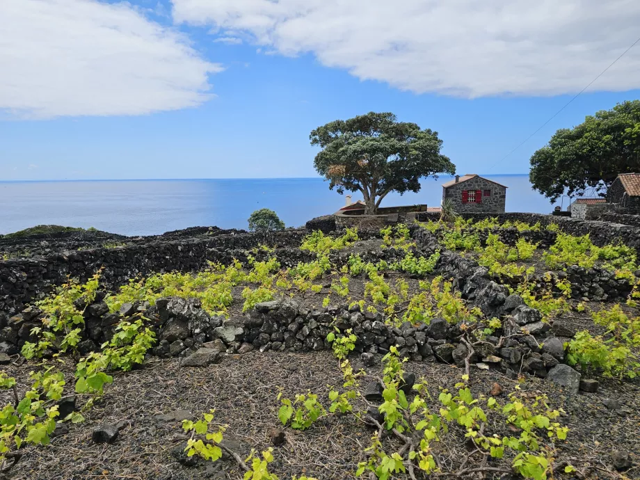 Podgorii Lava