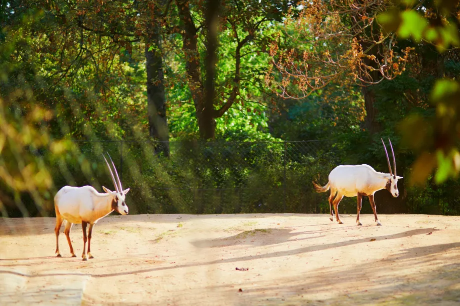 Grădina zoologică din Jardin des Plantes