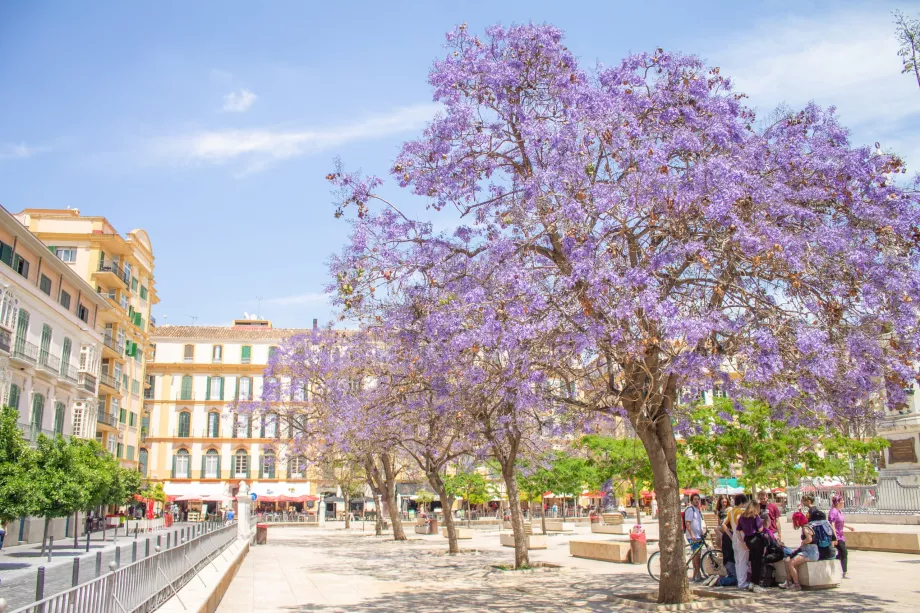 Arbori Jacaranda