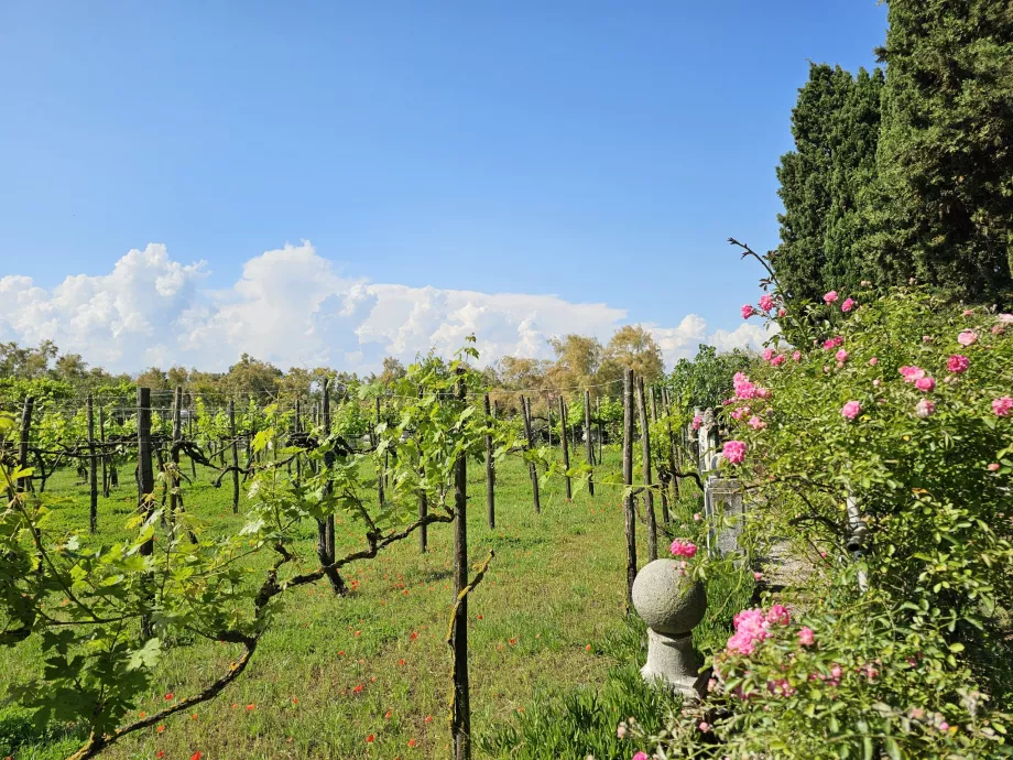 Torcello