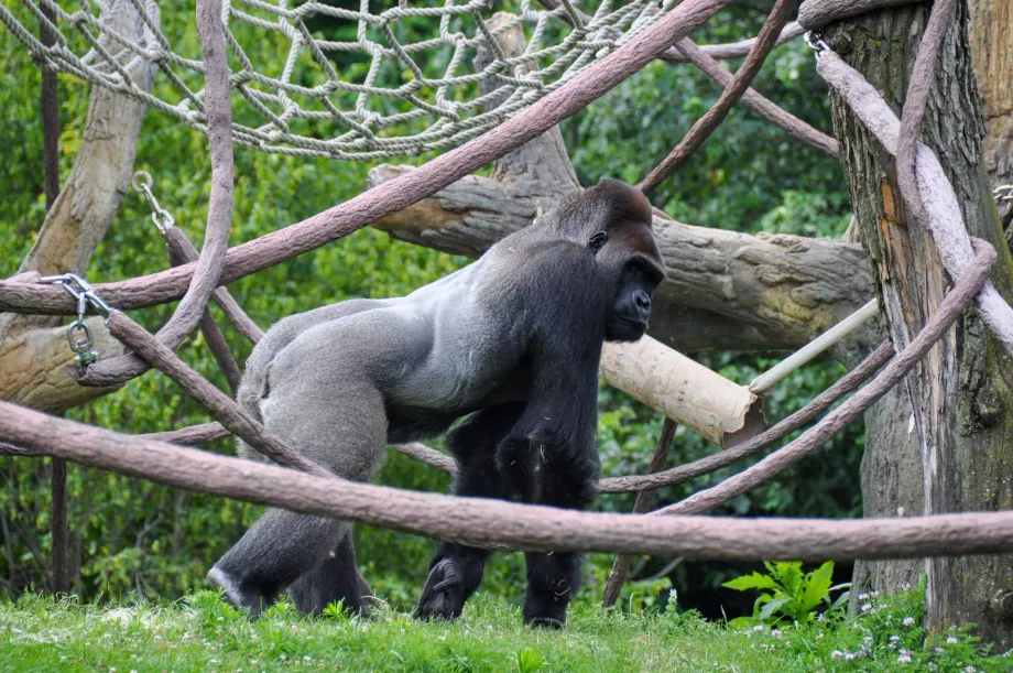 Grădina zoologică Lincoln