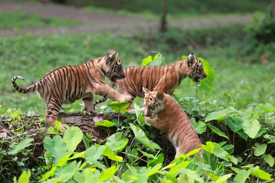 Grădina zoologică Ragunan