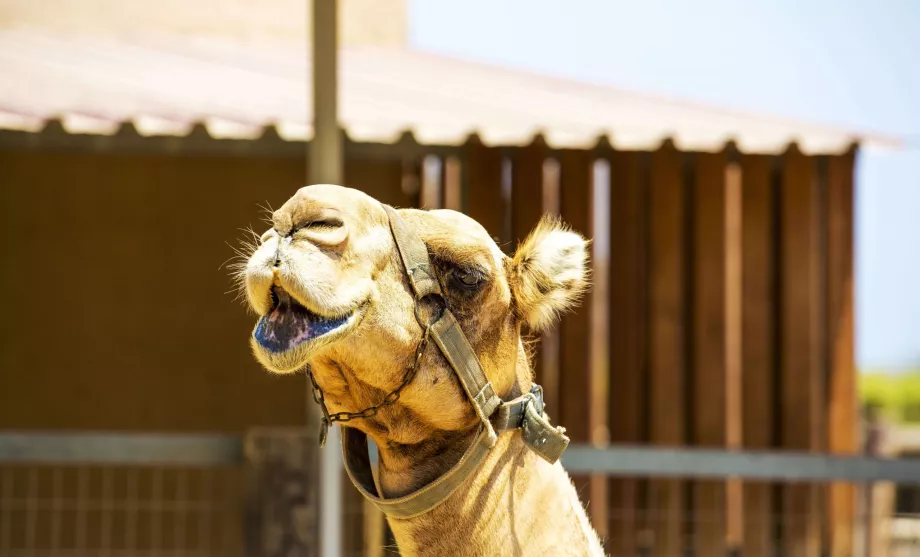 Parcul Camel