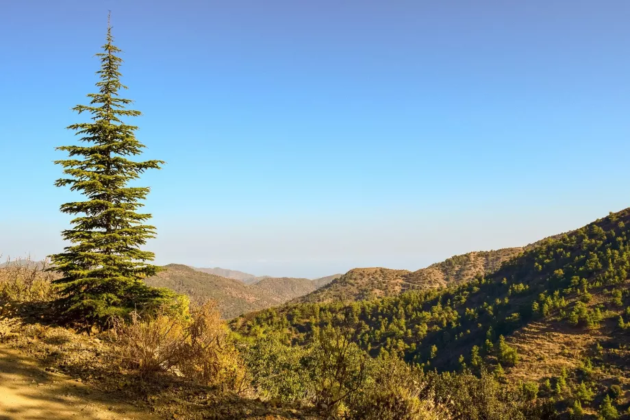 Troodos molid