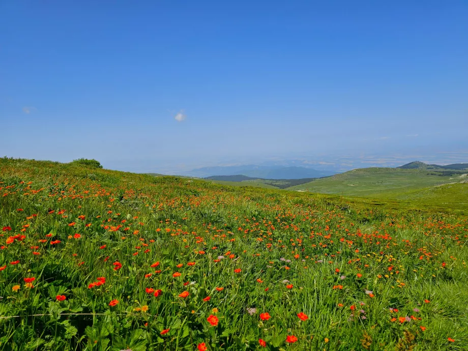 Pajiști în Munții Vitosha