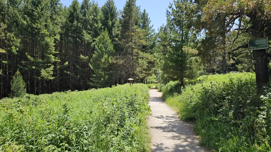 Pădurile din altitudinile inferioare ale Munților Vitosha