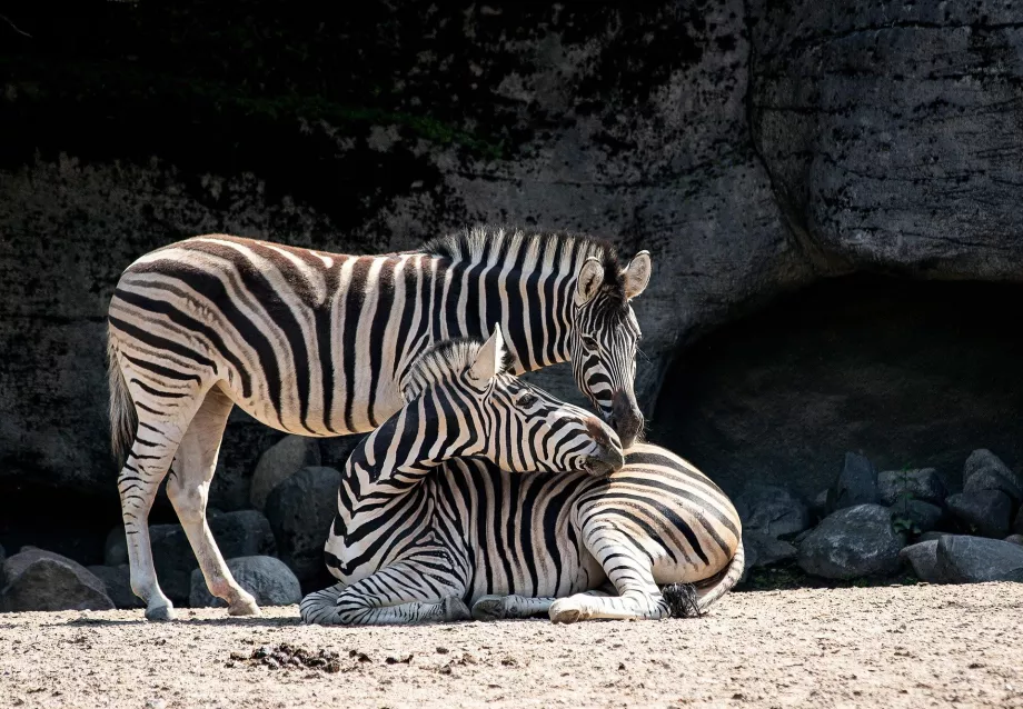 Grădina zoologică Tennoji