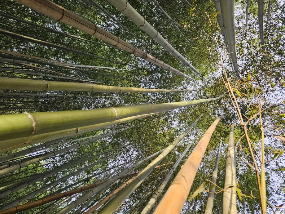 Pădure de bambus