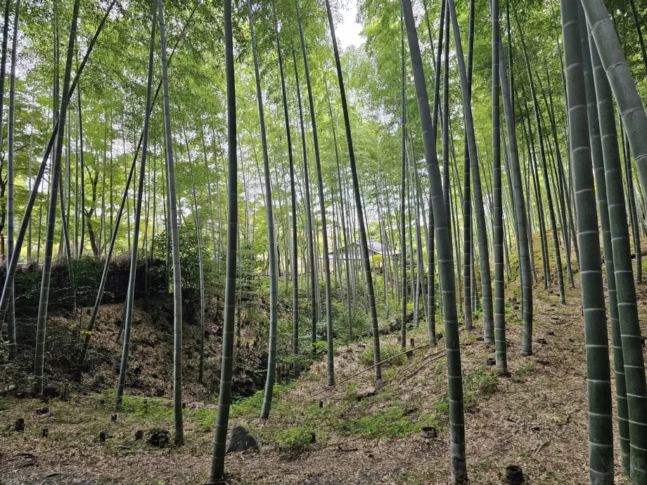 Pădure de bambus