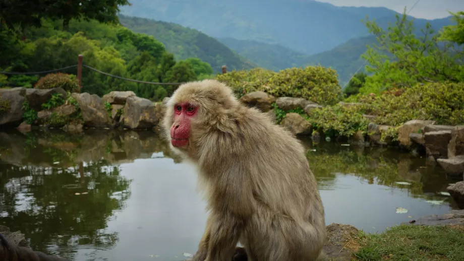 Parcul de maimuțe Arashiyama