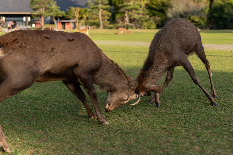 Parcul Nara