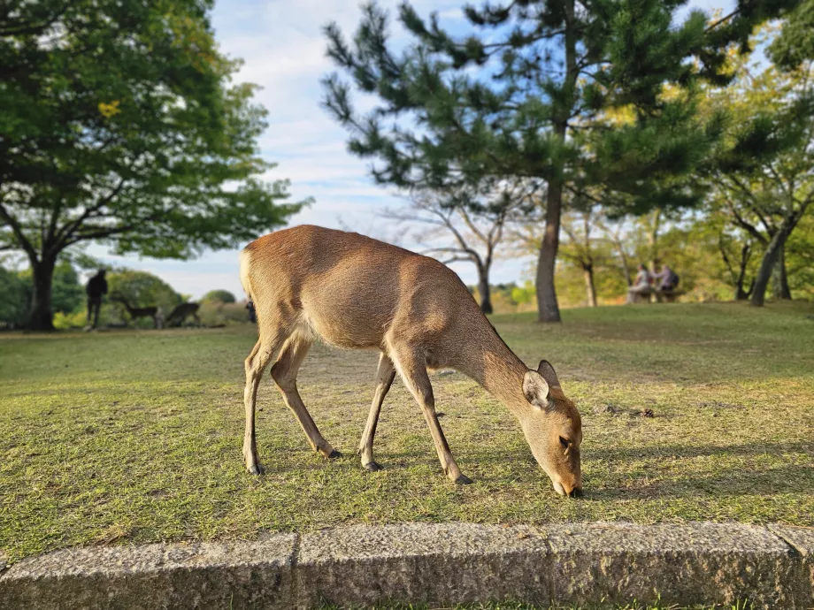 Parcul Nara