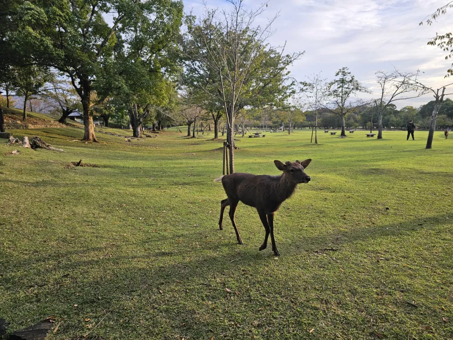 Parcul Nara