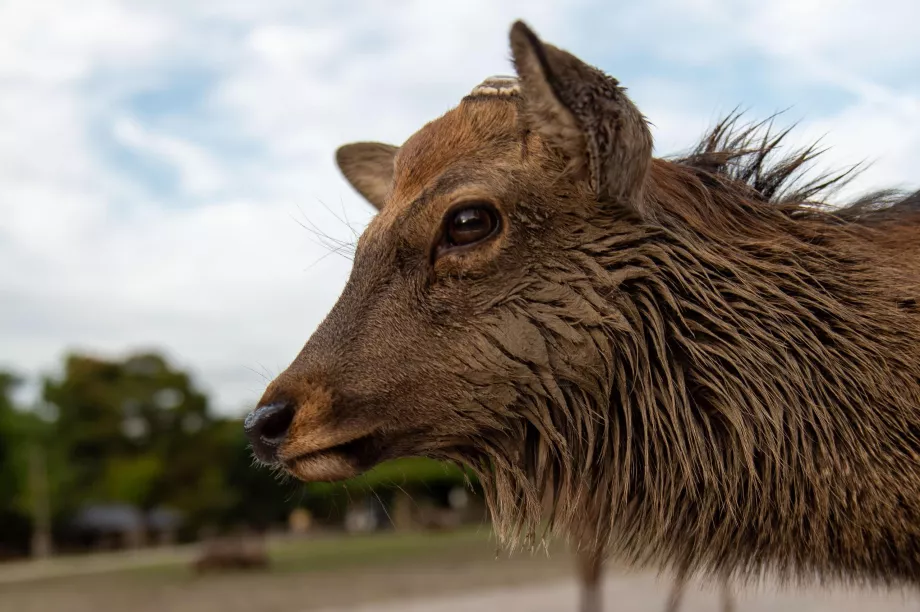 Parcul Nara