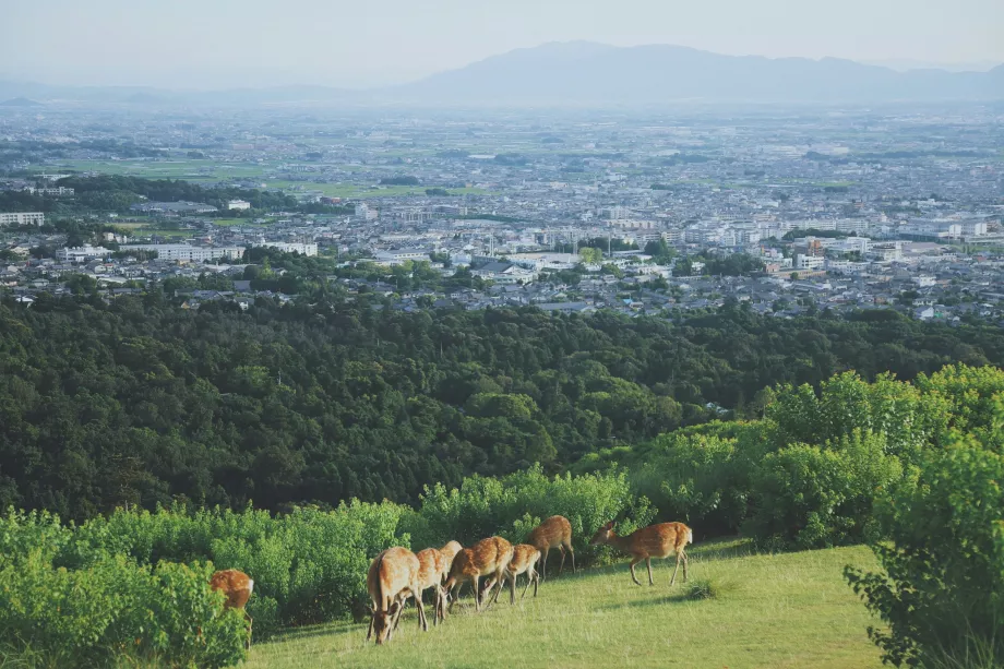 Vedere din parcul Nara