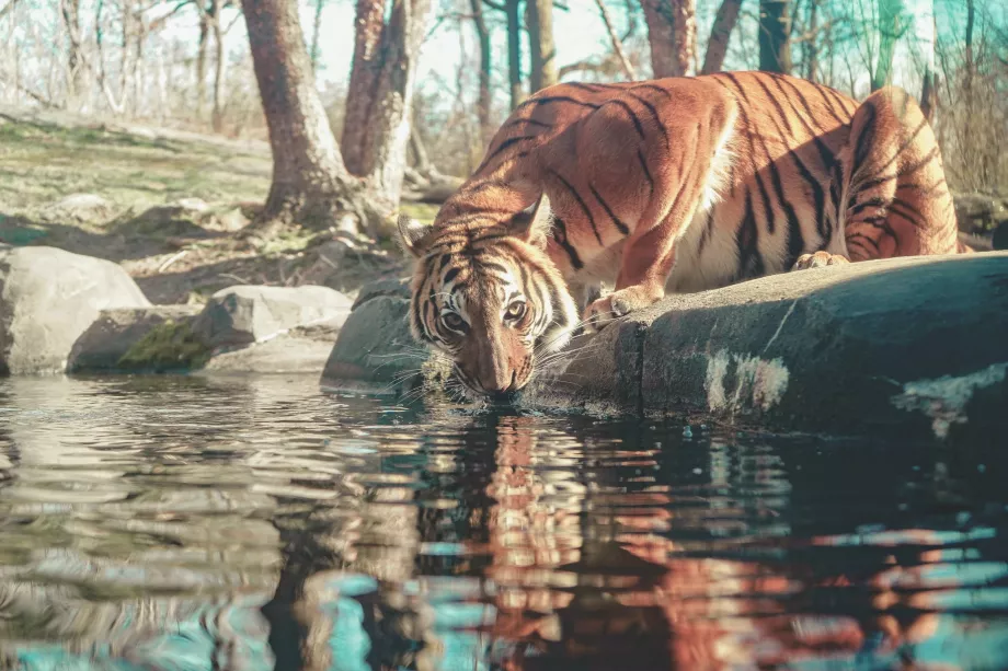 Grădina zoologică din Bronx