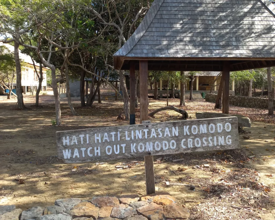 Atenție, Varanus Insulele Komodo, Indonezia