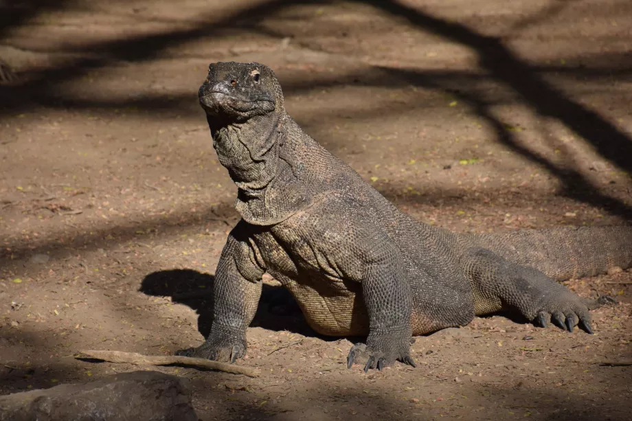 Insula Komodo, Insulele Komodo, Indonezia