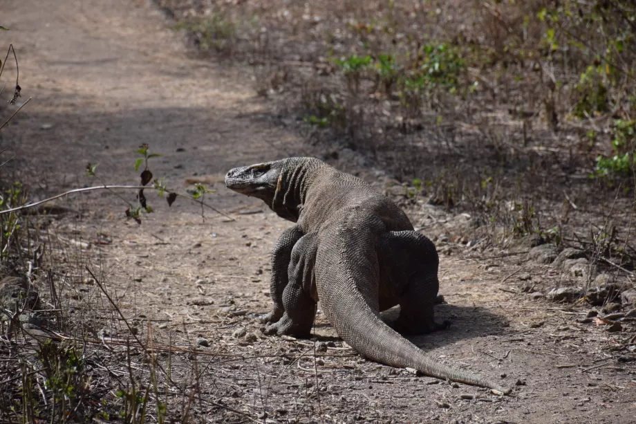 Varan komodo, Insulele Komodo, Indonezia