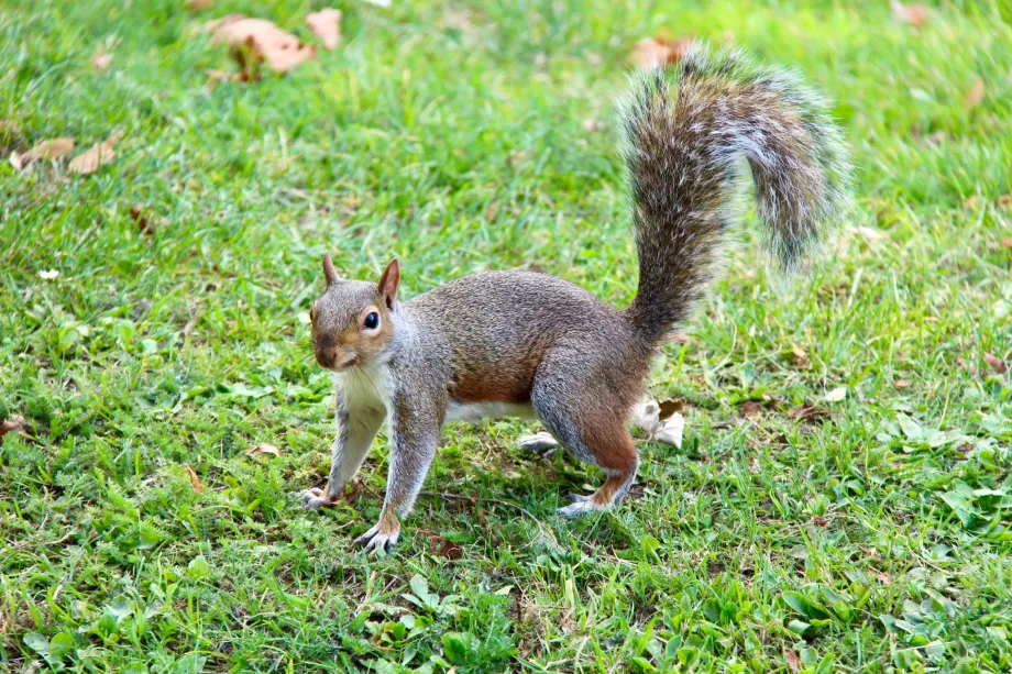 Veveriță Hyde Park