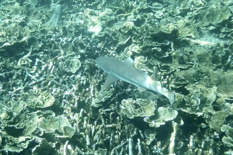 Snorkelling pe Tioman și un rechin