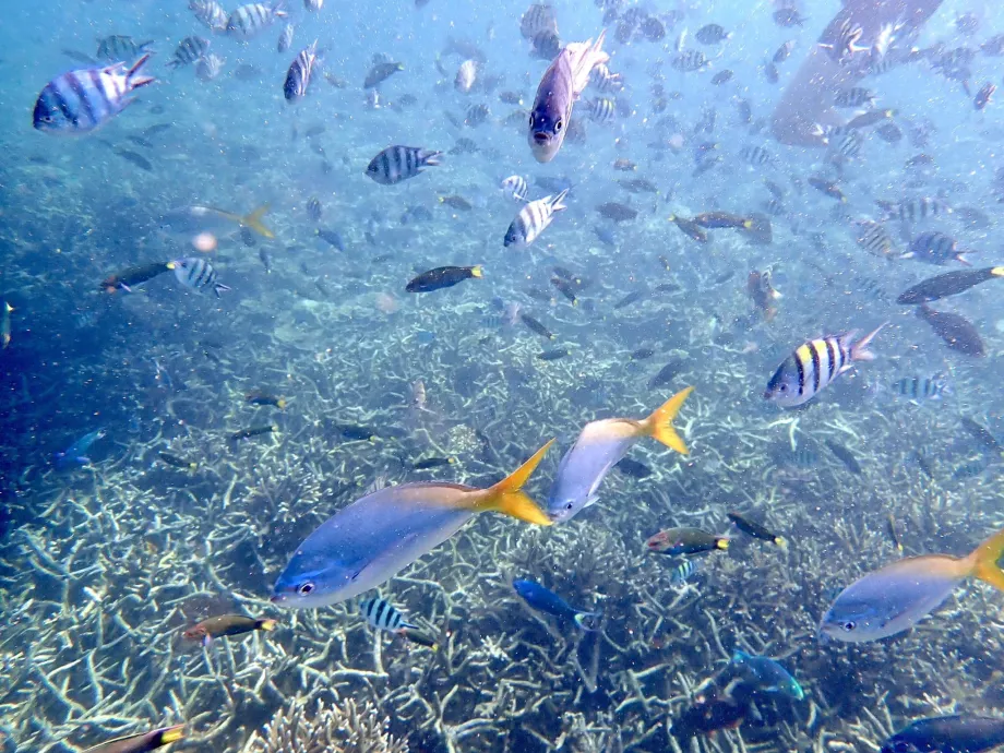 Snorkelling pe Tioman și pește